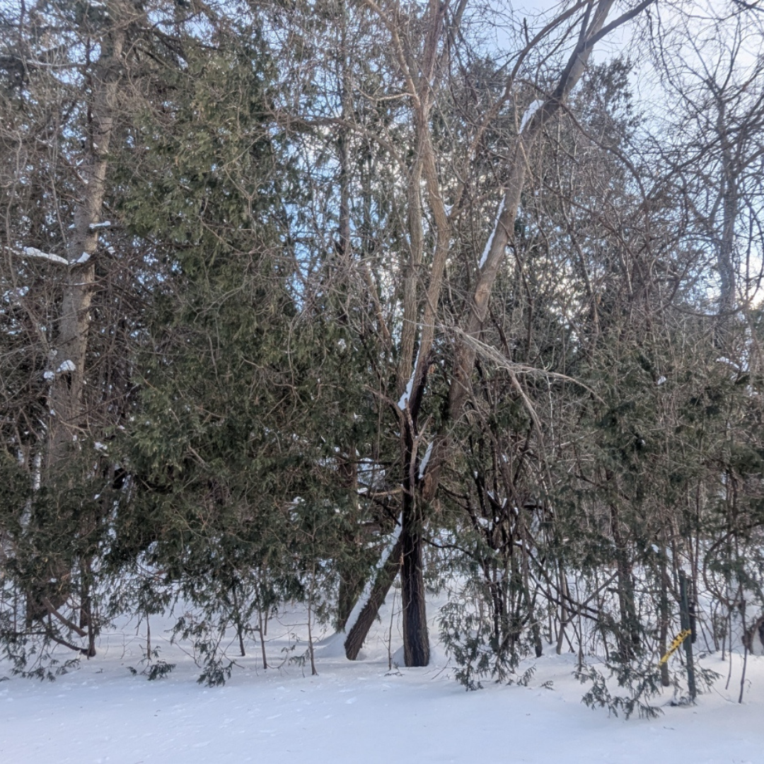 I also made a sound recording of the wind in the woods, as the wind overpowers everything, but the cracking of the wood branches can still be faintly heard. (It could also be because we don't know yet if someone started a firepit nearby.) <br><audio controls src='audio/Windyforest_01.mp3'></audio>